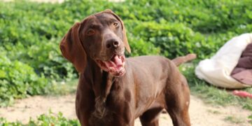 Diana cerca una famiglia, appello a Radio Zampetta Sarda