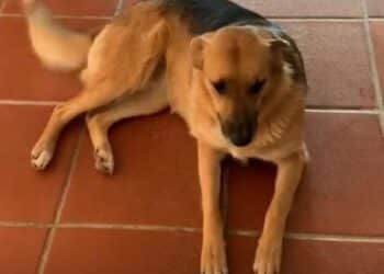 Radio Zampetta Sarda, sos a Quartu per Celeste