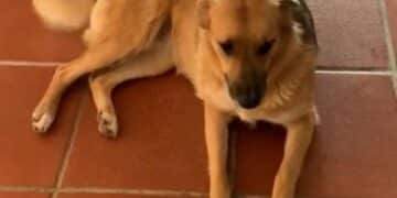 Radio Zampetta Sarda, sos a Quartu per Celeste