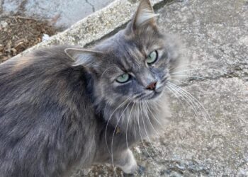 Radio Zampetta Sarda: cercasi famiglia per Greta