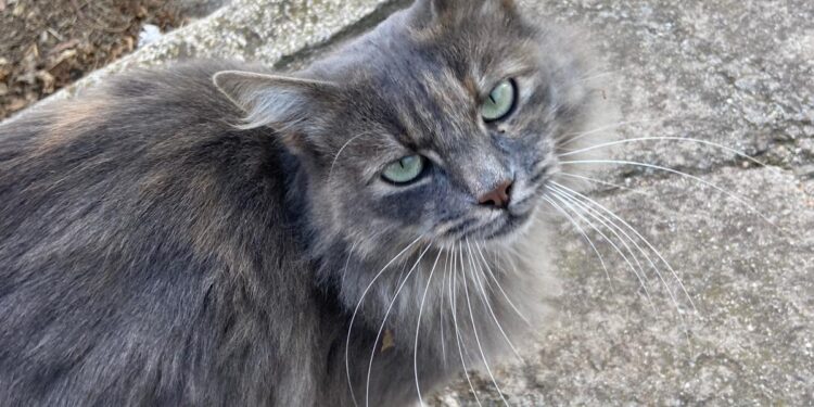 Radio Zampetta Sarda: cercasi famiglia per Greta