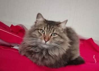 Radio Zampetta Sarda, smarrito Ares a Quartu