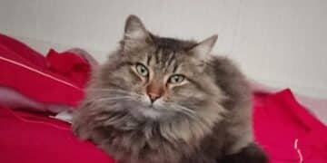 Radio Zampetta Sarda, smarrito Ares a Quartu