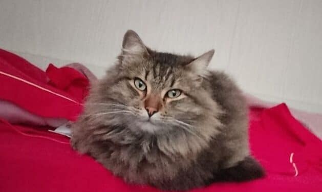 Radio Zampetta Sarda, smarrito Ares a Quartu