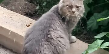 Camillo ha bisogno del vostro aiuto, sos a Radio Zampetta Sarda