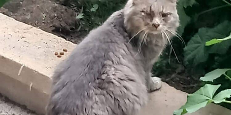 Camillo ha bisogno del vostro aiuto, sos a Radio Zampetta Sarda