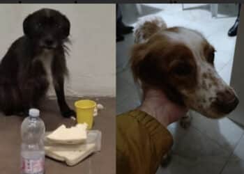 Botti e fuochi d’artificio nonostante gli appelli: animali scappati, alcuni trovati morti