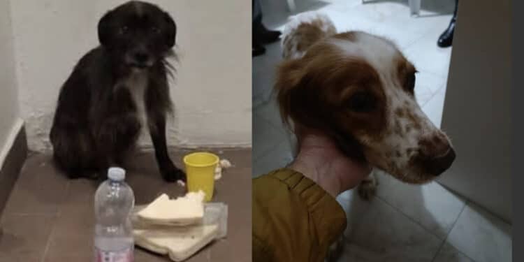 Botti e fuochi d’artificio nonostante gli appelli: animali scappati, alcuni trovati morti