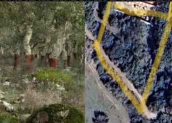 Sarroch, querce da sughero secolari abbattute in un terreno privato: scattano i controlli