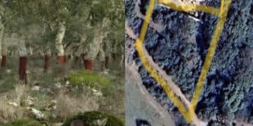 Sarroch, querce da sughero secolari abbattute in un terreno privato: scattano i controlli