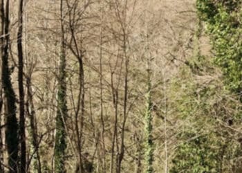 Maltempo, un albero travolge e uccide un operaio