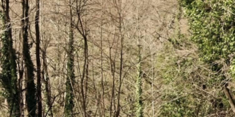 Maltempo, un albero travolge e uccide un operaio