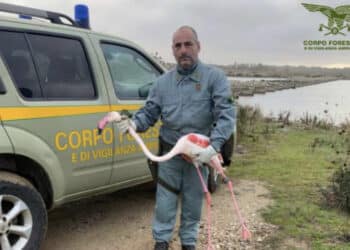 Cabras, fenicottero salvato dalla forestale nelle acque di uno stagno