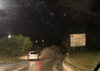 Quartu, crolla un albero enorme a pochi passi dalla 554: momenti di paura