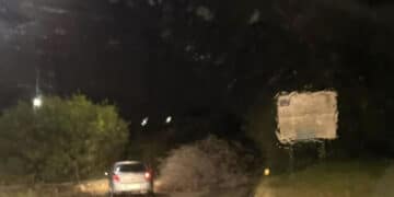 Quartu, crolla un albero enorme a pochi passi dalla 554: momenti di paura