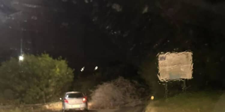 Quartu, crolla un albero enorme a pochi passi dalla 554: momenti di paura