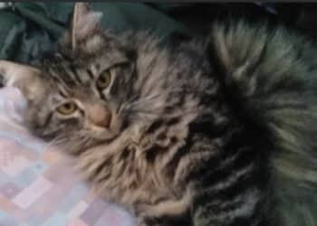 Radio zampetta sarda:”Smarrito dal 27 Ottobre Micio, presso Hotel Baia delle Ginestre, Teulada”