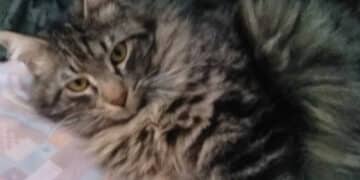 Radio zampetta sarda:”Smarrito dal 27 Ottobre Micio, presso Hotel Baia delle Ginestre, Teulada”