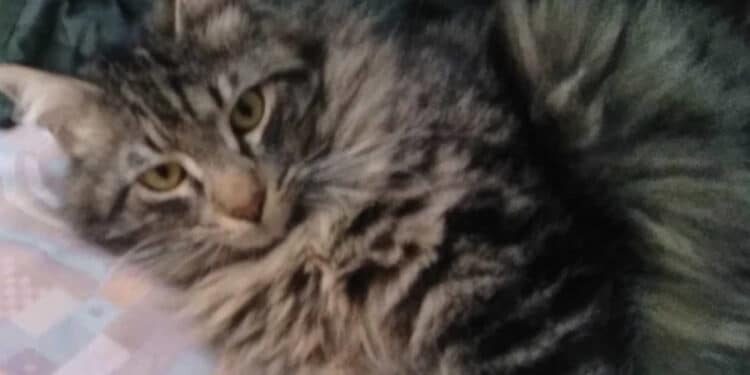 Radio zampetta sarda:”Smarrito dal 27 Ottobre Micio, presso Hotel Baia delle Ginestre, Teulada”