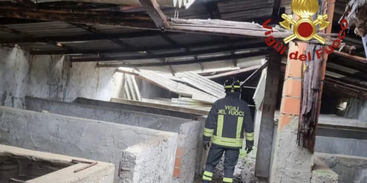 Lanusei, crollano le coperture in un allevamento a causa del maltempo: morti tantissimi animali