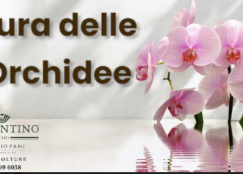 Fioricolture Sorrentino ed Erminio Pani Gruppo Sorrentino: consigli su come curare le orchidee