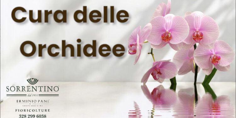 Fioricolture Sorrentino ed Erminio Pani Gruppo Sorrentino: consigli su come curare le orchidee