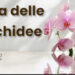 Fioricolture Sorrentino ed Erminio Pani Gruppo Sorrentino: consigli su come curare le orchidee