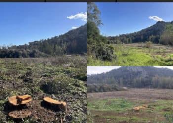 Capoterra, via gli eucaliptus da Poggio dei Pini: si apre il dibattito tra favorevoli e contrari
