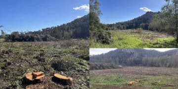 Capoterra, via gli eucaliptus da Poggio dei Pini: si apre il dibattito tra favorevoli e contrari