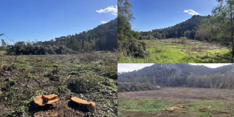 Capoterra, via gli eucaliptus da Poggio dei Pini: si apre il dibattito tra favorevoli e contrari