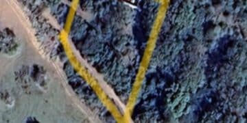 Sarroch, 18 querce abbattute in un terreno privato: sanzionati i proprietari