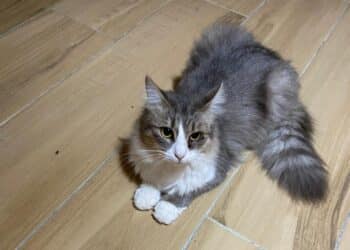 Radio Zampetta Sarda, una garanzia nelle adozioni