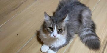 Radio Zampetta Sarda, una garanzia nelle adozioni