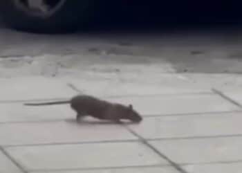 Cagliari, città sporca: un topo passeggia allegramente di giorno in via Dante