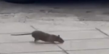 Cagliari, città sporca: un topo passeggia allegramente di giorno in via Dante