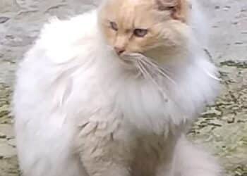 Sos a Radio Zampetta Sarda: Romeo è scomparso a Ussana, un aiuto per ritrovarlo