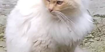 Sos a Radio Zampetta Sarda: Romeo è scomparso a Ussana, un aiuto per ritrovarlo