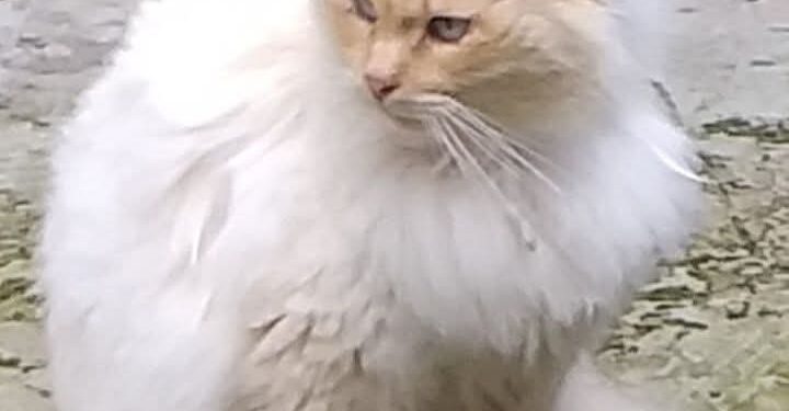 Sos a Radio Zampetta Sarda: Romeo è scomparso a Ussana, un aiuto per ritrovarlo