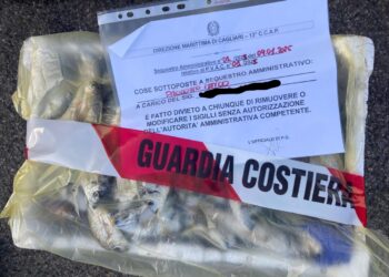 Cagliari, la Guardia Costiera scopre un venditore di pesce abusivo: maxi controlli anche a Quartu