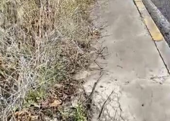 Cagliari, il marciapiede di via Calata dei Trinitari invaso dalla sterpaglia: i passanti rischiano di finire investiti