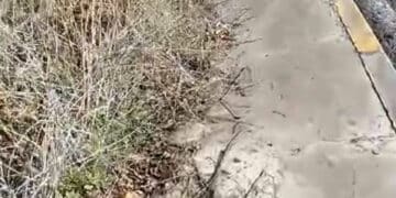 Cagliari, il marciapiede di via Calata dei Trinitari invaso dalla sterpaglia: i passanti rischiano di finire investiti