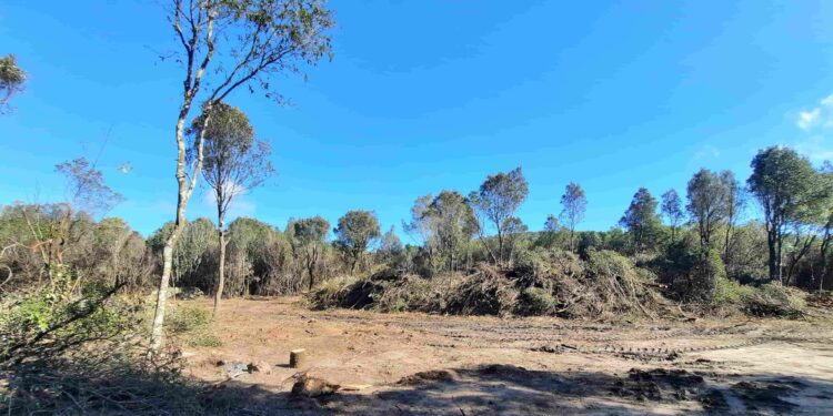 Sinnai, tagli boschivi sul massiccio dei Sette Fratelli: “Sono autorizzati?”