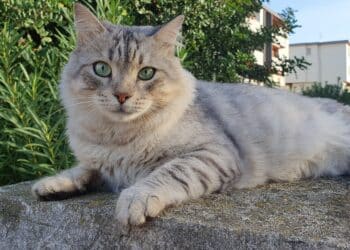 Quartu, scomparso a Is Arenas il gattino Fumè