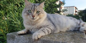 Quartu, scomparso a Is Arenas il gattino Fumè