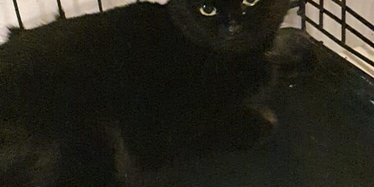 Il miracolo di Morgana a Radio Zampetta Sarda