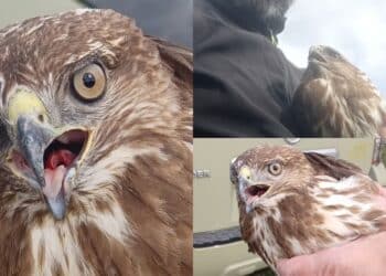 Falciata da un’auto in corsa, poiana salvata da un automobilista