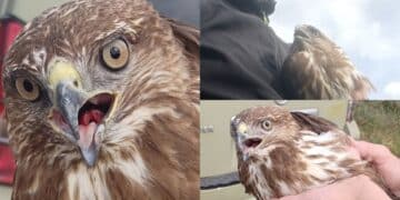 Falciata da un’auto in corsa, poiana salvata da un automobilista