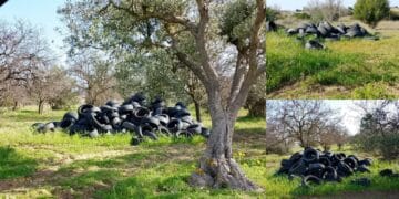 Altre tre discariche di pneumatici usati, è allarme nelle campagne di Selargius