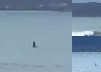 Foca Monaca avvistata in Sardegna: non si tratterebbe di un caso isolato