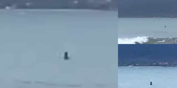 Foca Monaca avvistata in Sardegna: non si tratterebbe di un caso isolato